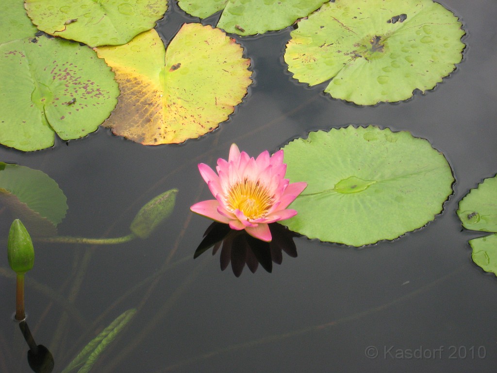 Botanical Gardens 2010 0150.jpg - The Chicago Botanic Gardens. Wear comfortable shoes, and be prepared to enjoy the landscape for a day.